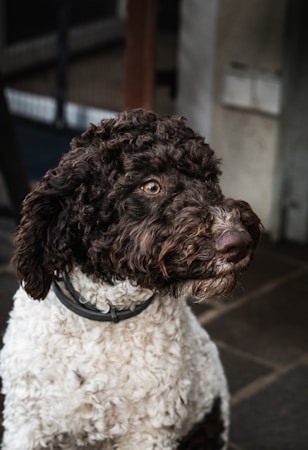 A curly-haired dog with a brown and white coat gazes attentively to the side, wearing a black collar. The background is blurred with a mix of neutral tones, and the scene is likely indoors or in a sheltered area.
