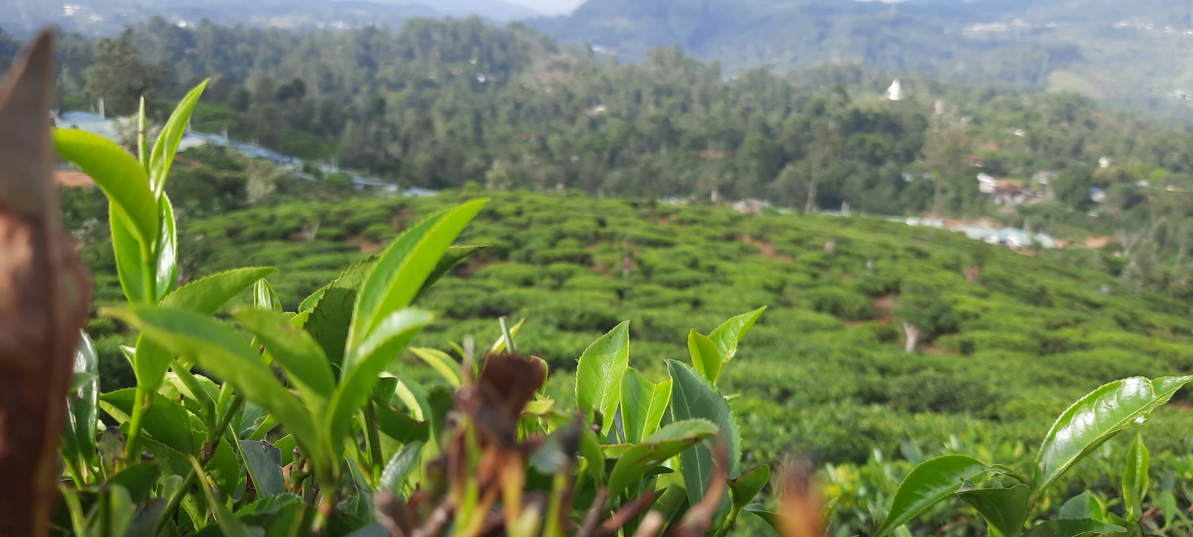 Photo by zeenathmariyam