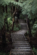 A winding path through a forest, evoking the journey of personal growth and adaptation.