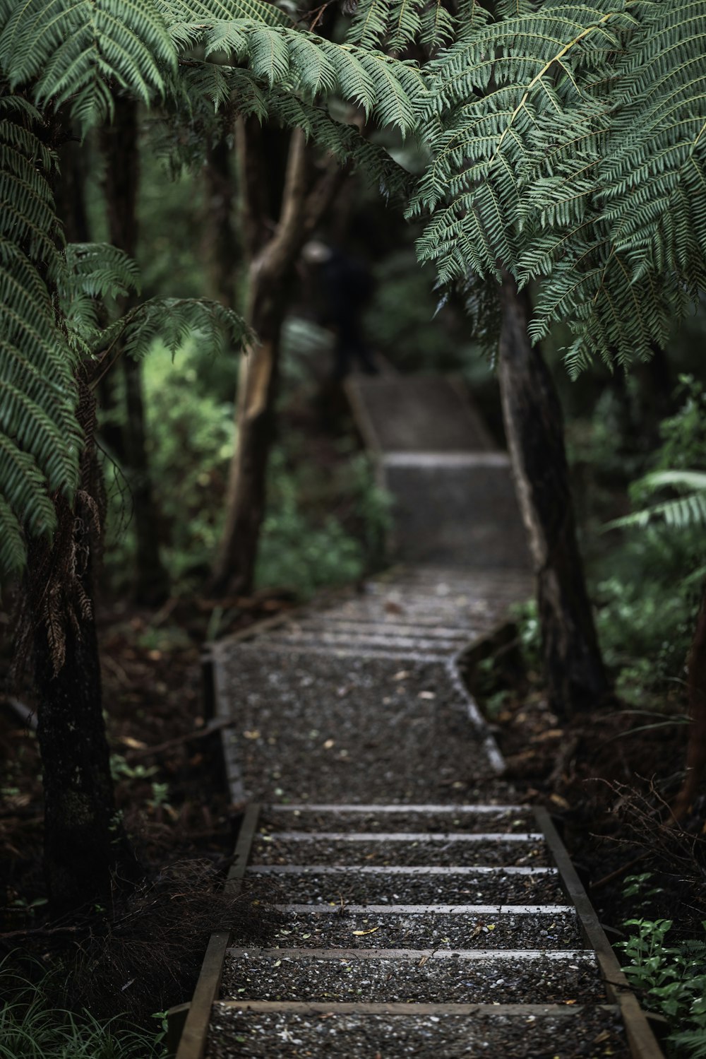 a set of stairs in the middle of a forest