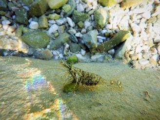 A shrimp sits on the sandy bottom of a clear, shallow body of water surrounded by small green and brown rocks. Sunlight refracts off the water, creating a rainbow effect near the shrimp.