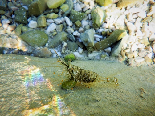 A shrimp sits on the sandy bottom of a clear, shallow body of water surrounded by small green and brown rocks. Sunlight refracts off the water, creating a rainbow effect near the shrimp.