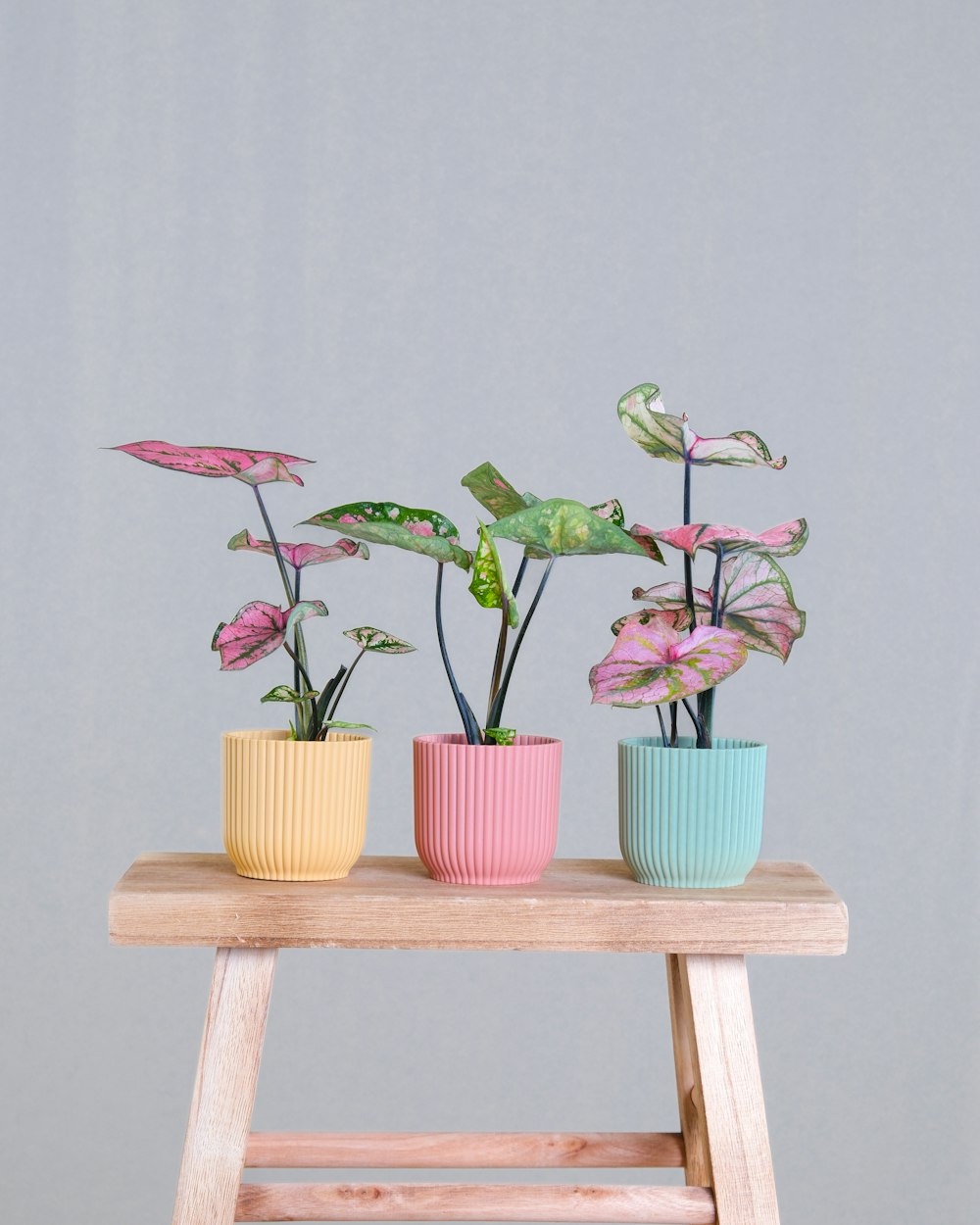 three potted plants sitting on top of a wooden table