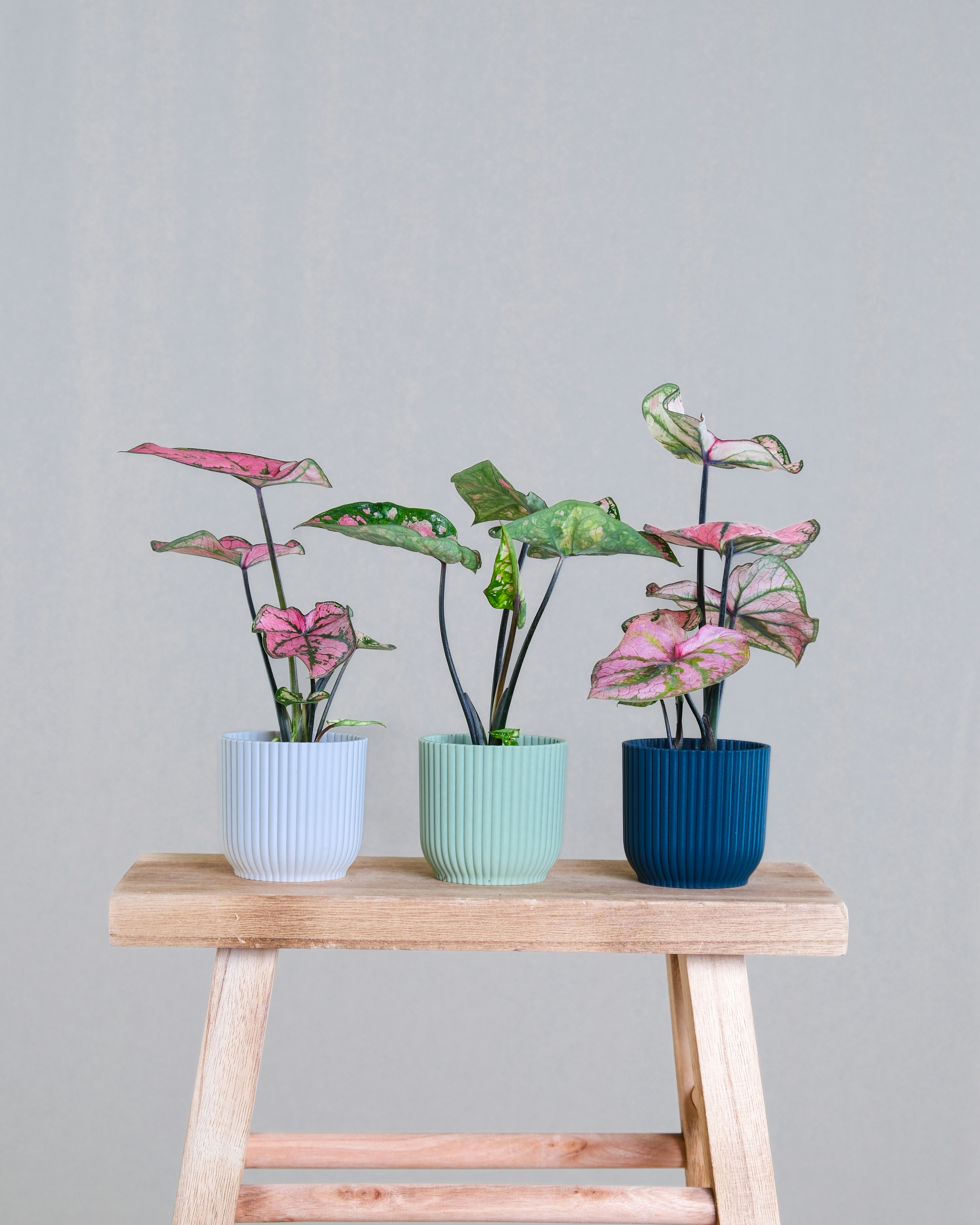 Photo by feeypflanzen