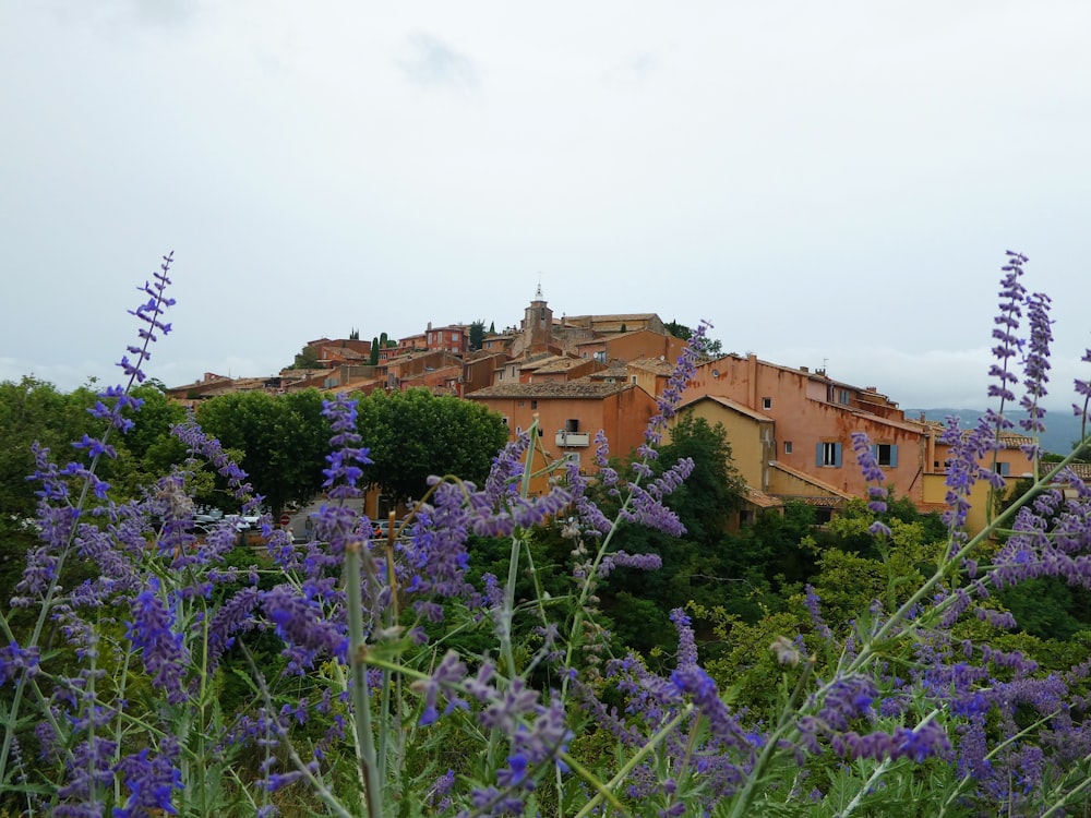 a view of a village from a field of purple flowers