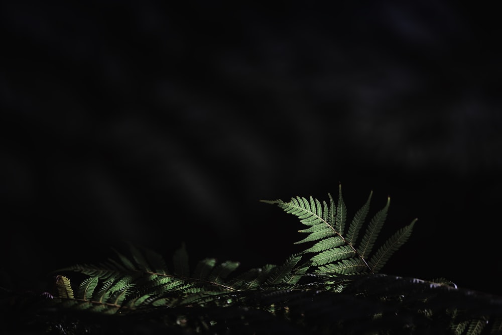 a green fern leaf on a dark background