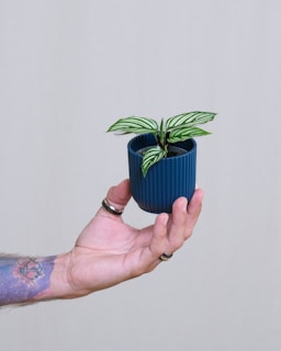 a person holding a small potted plant in their hand