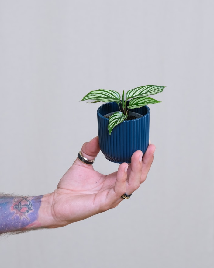 a person holding a small potted plant in their hand