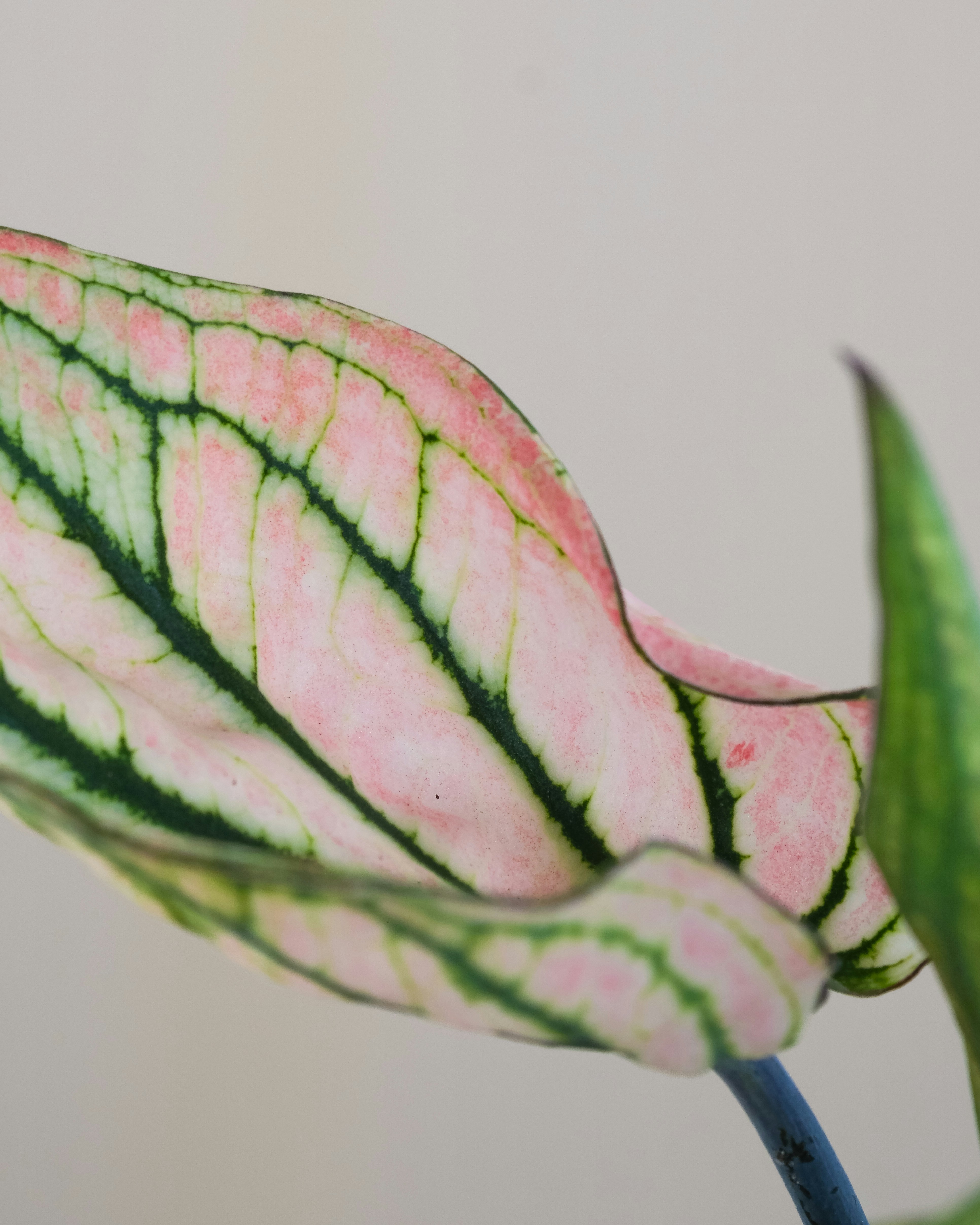 A close up of a pink and green plant photo – Free Flower Image on Unsplash
