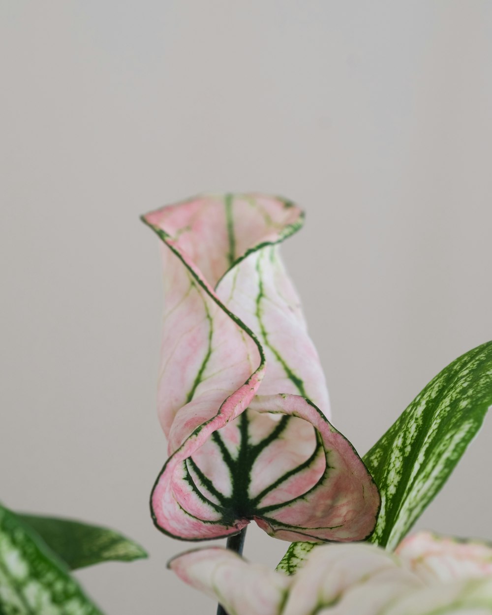 a close up of a plant with leaves