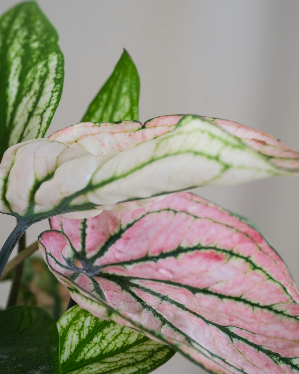 a close up of a pink and green plant