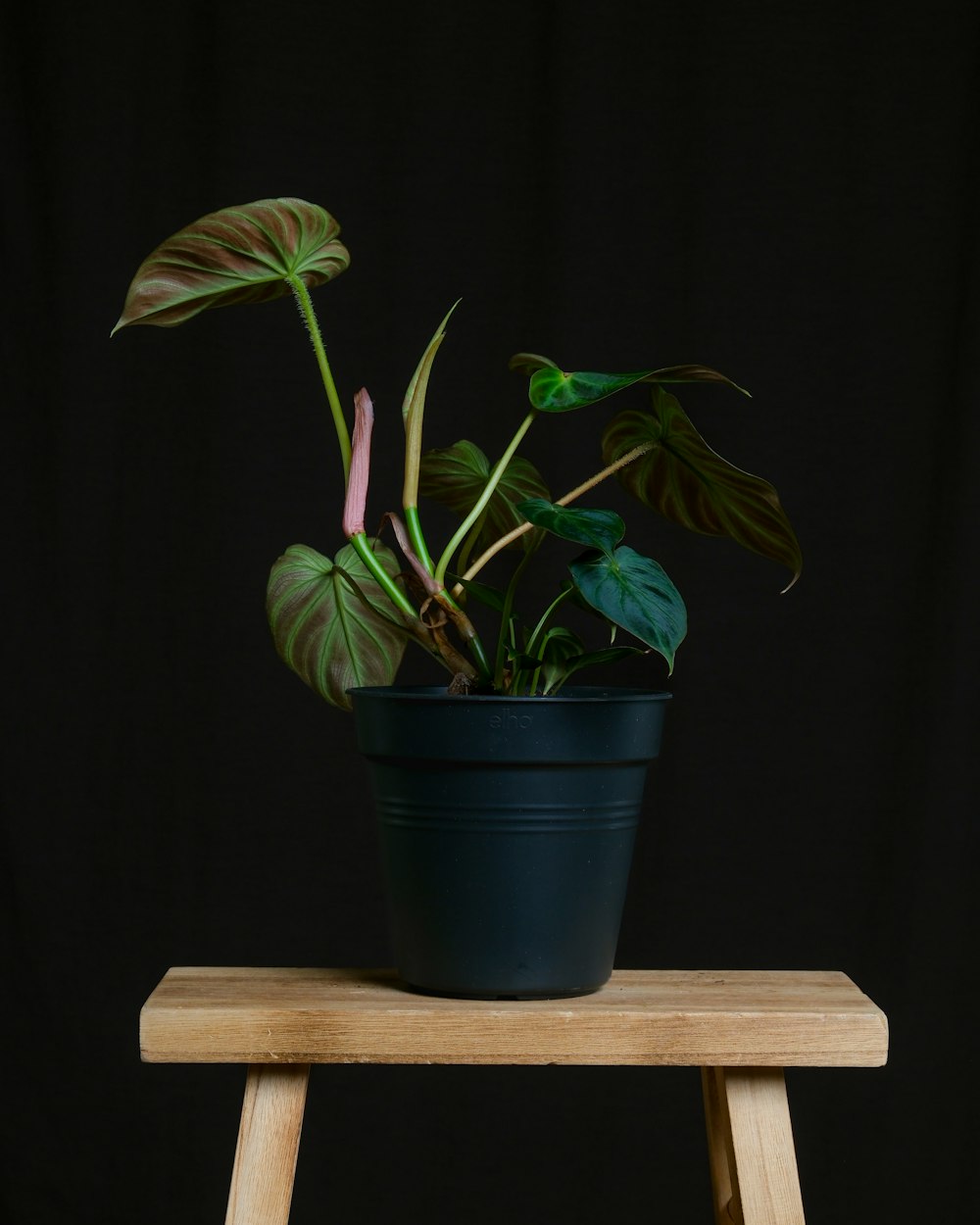 eine Topfpflanze, die auf einem Holzhocker sitzt