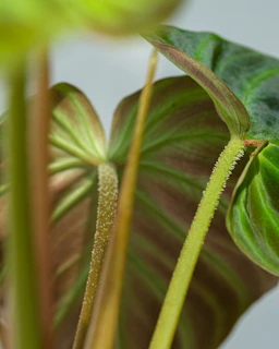 Close-up of realistic artificial plants with delicate leaves and natural textures.