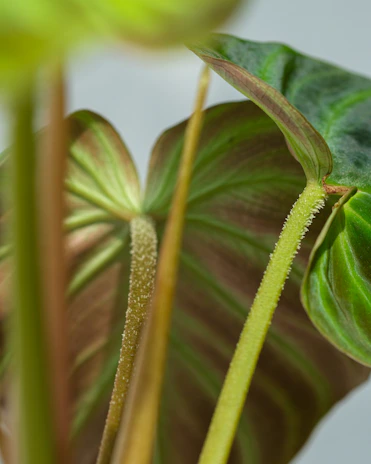 Close-up of realistic artificial plants with delicate leaves and natural textures.