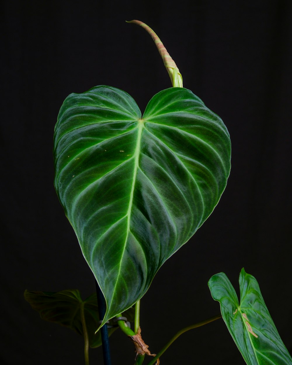 a large green leaf on top of a plant