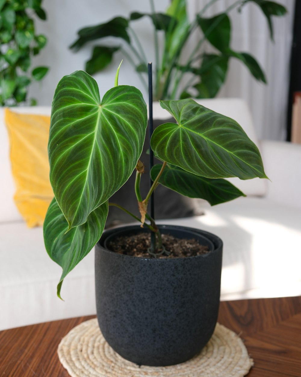 a large green plant in a black pot