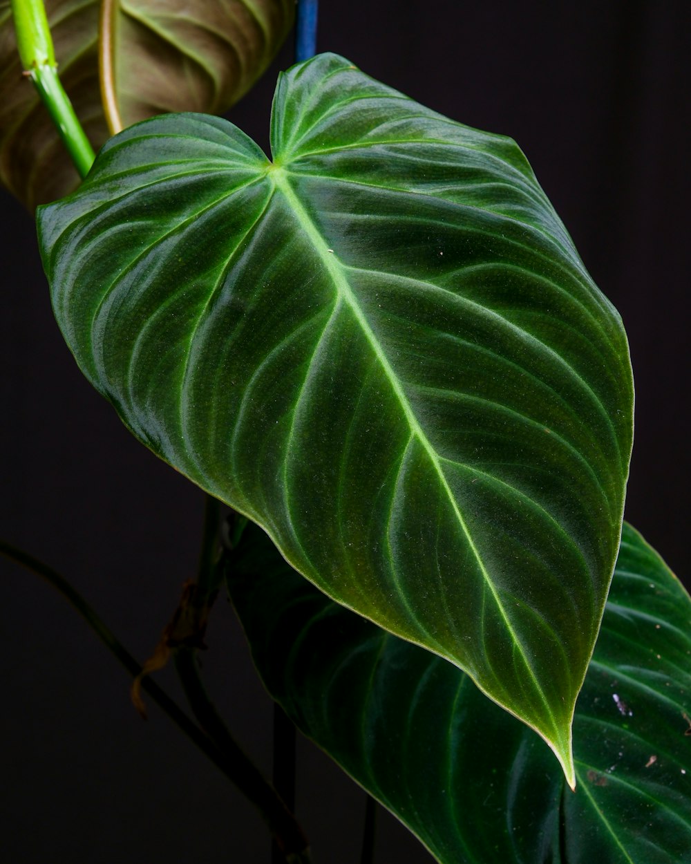 Un primer plano de una hoja verde en una planta