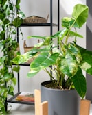 a potted plant sitting on top of a wooden stand