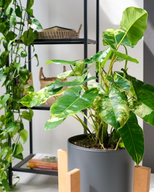 a potted plant sitting on top of a wooden stand