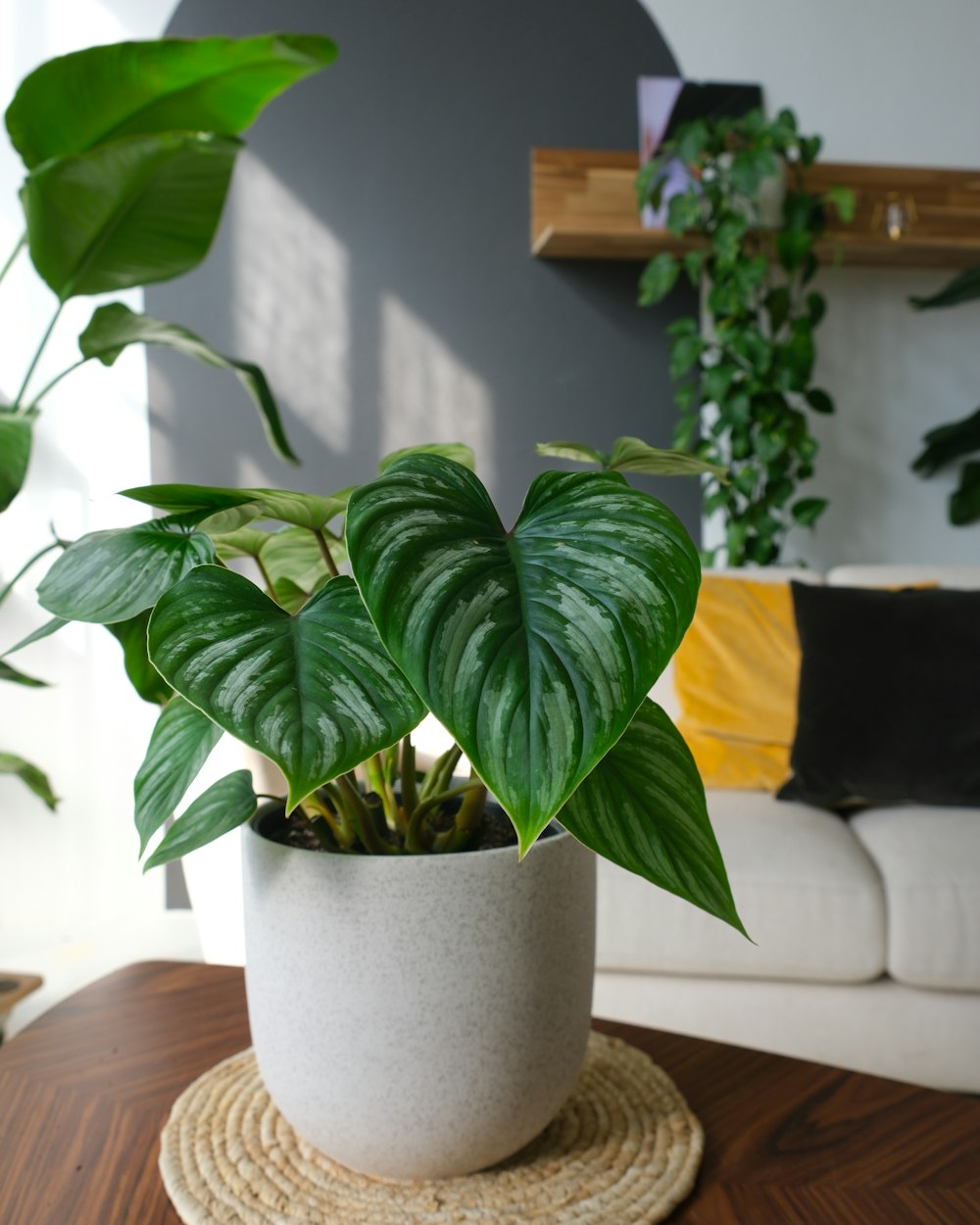 a potted plant sitting on top of a wooden table