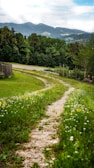 Winding dirt path through open land bordered by vibrant wildflowers.