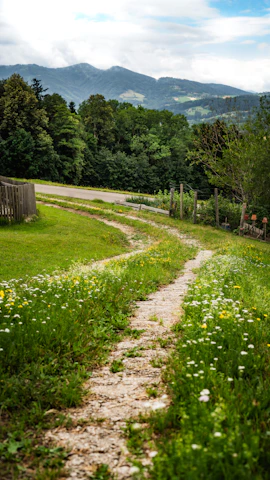 A winding dirt trail crossing a meadow speckled with wildflowers at dawn.