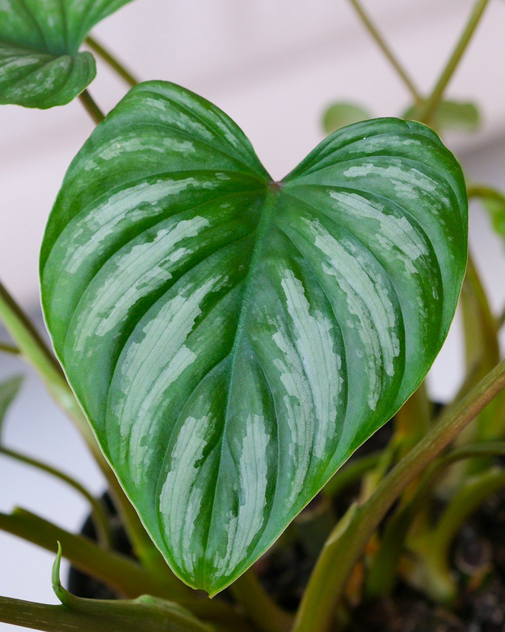 a heart shaped plant with green leaves in a pot