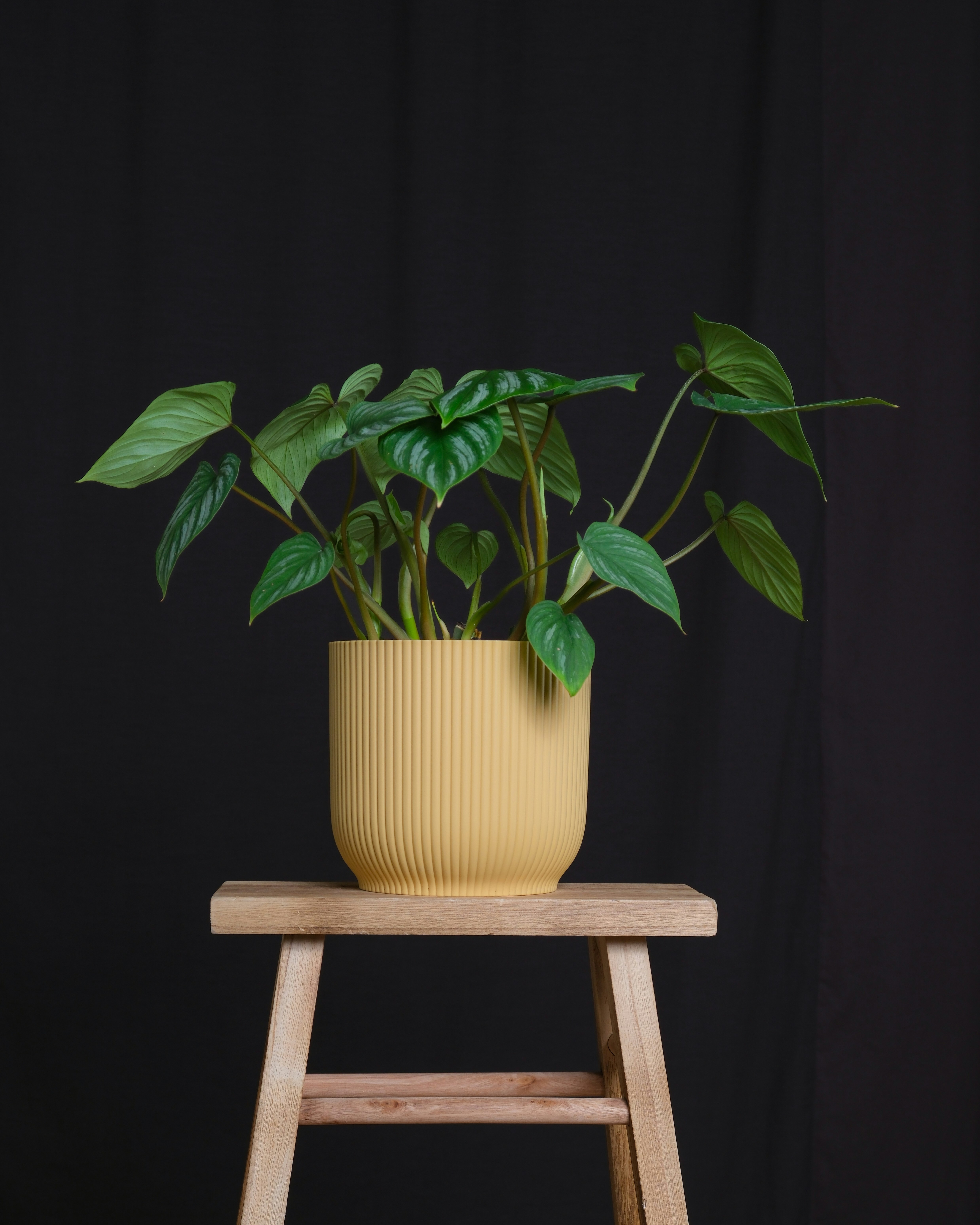 Photo by feeypflanzen