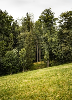 An open clearing ideal for building, surrounded by natural forest.