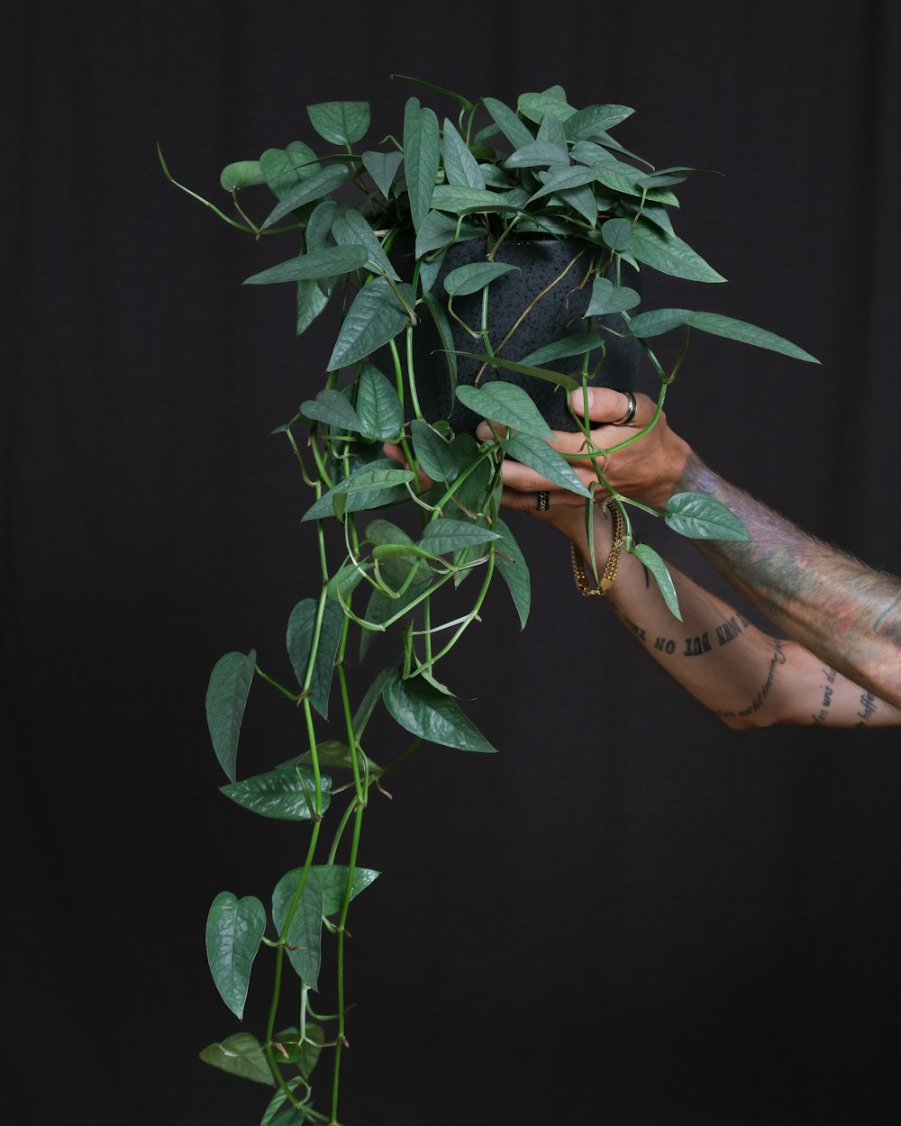 Una persona sosteniendo una planta con muchas hojas