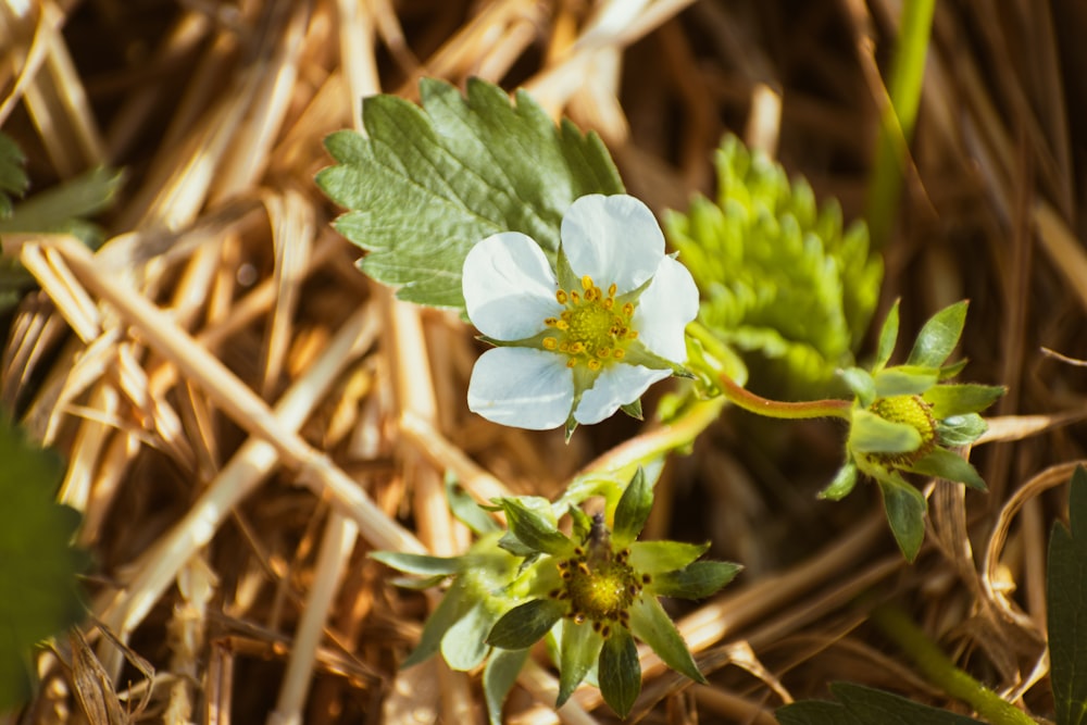 a small white flower sitting on top of dry grass