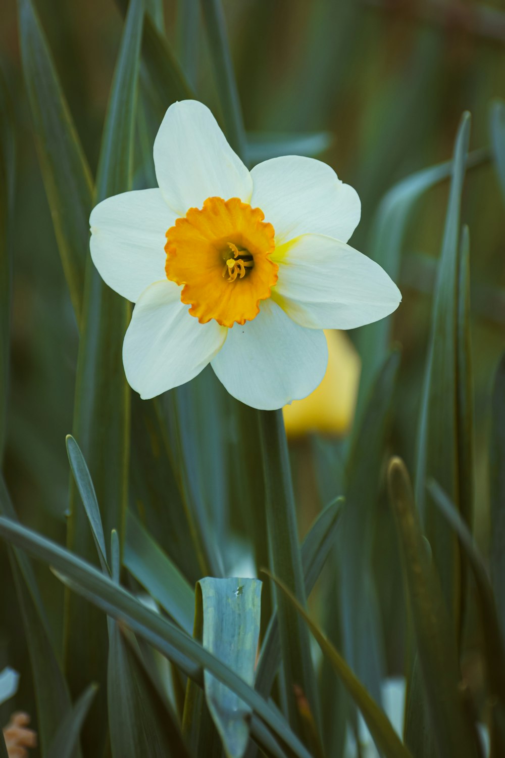 a single white and yellow flower in the grass