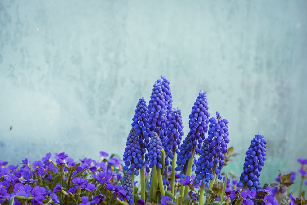 a bunch of purple flowers in front of a wall