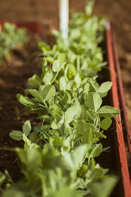 A row of green plants growing in a garden