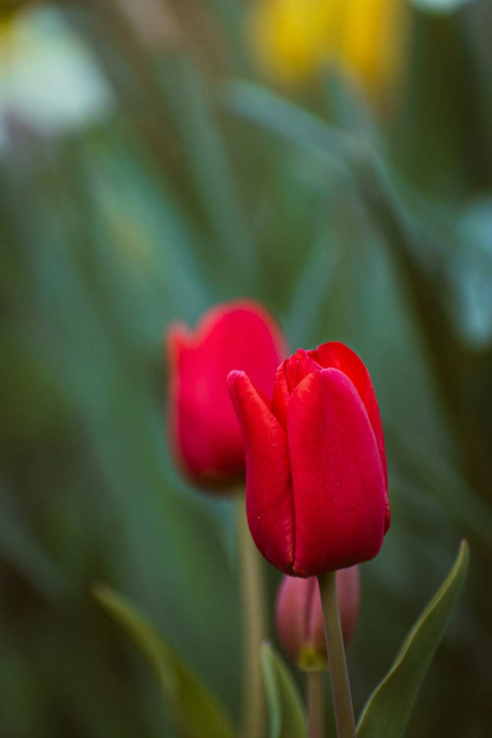 two red tulips with green leaves in the background