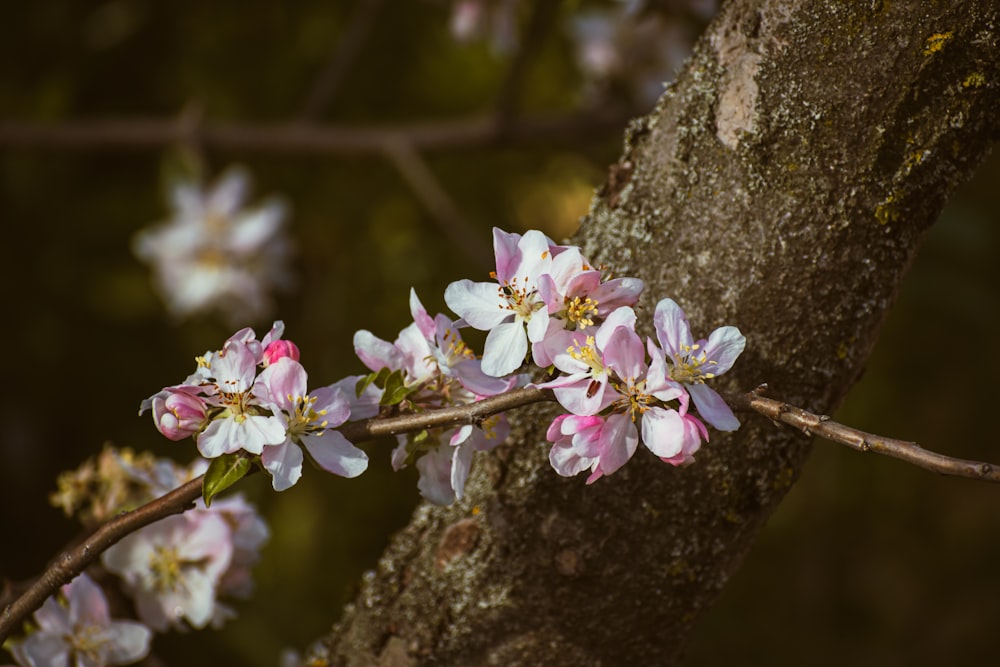 a branch of a tree with pink and white flowers