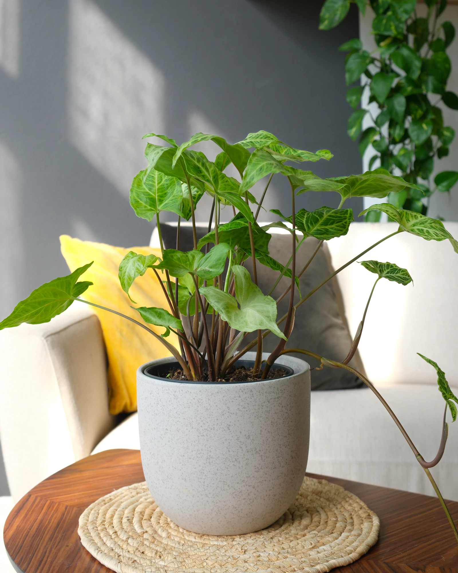 A Syngonium podophyllum Batik in a white pot on a wooden surface, showing the characteristic arrow-shaped leaves with cream venation