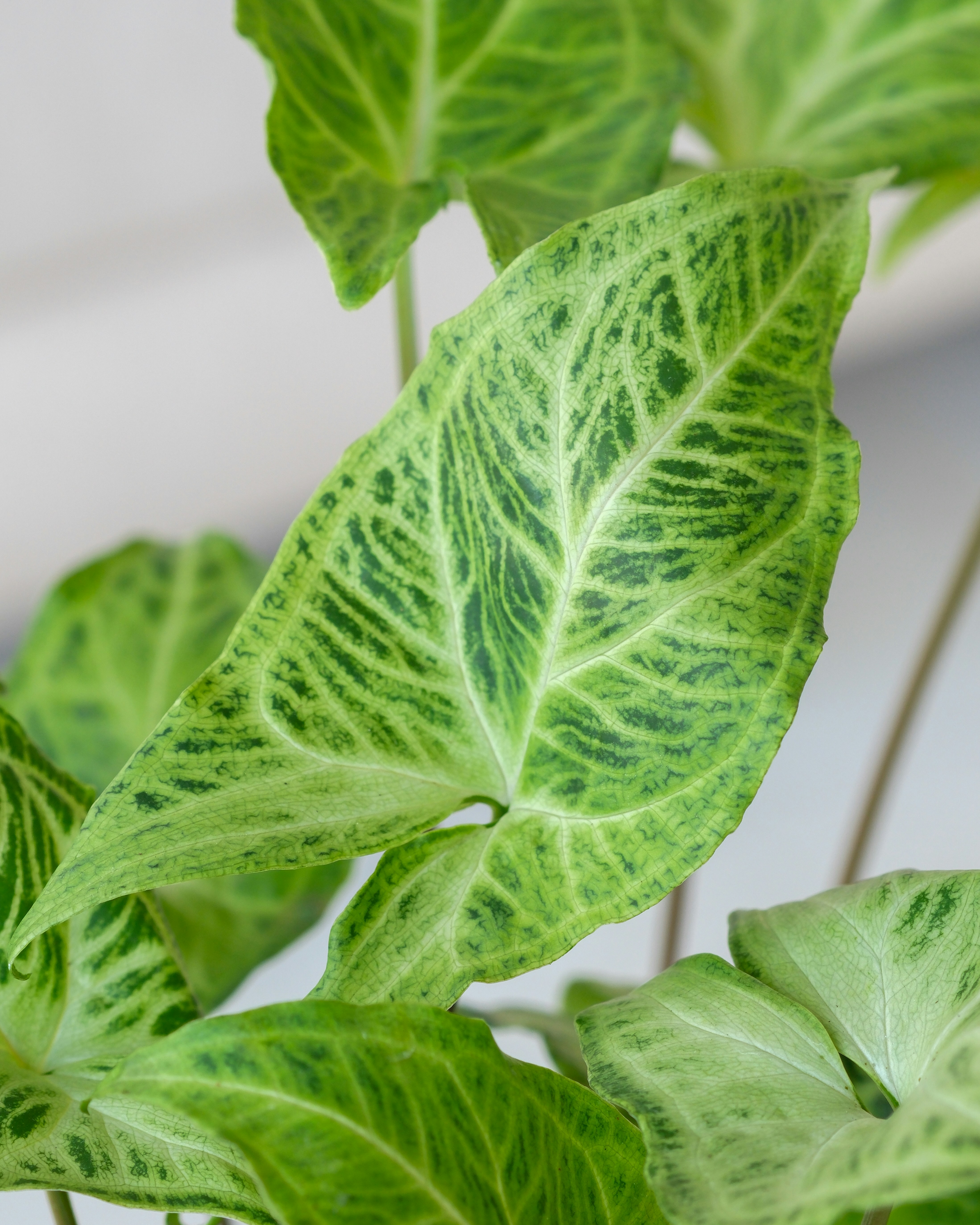 Photo by feeypflanzen