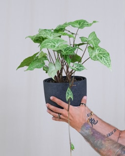 A tattooed arm adorned with several rings holds a vibrant green potted plant with pointed leaves. The plant pot is a dark, textured material, creating a stark contrast against the lighter background.