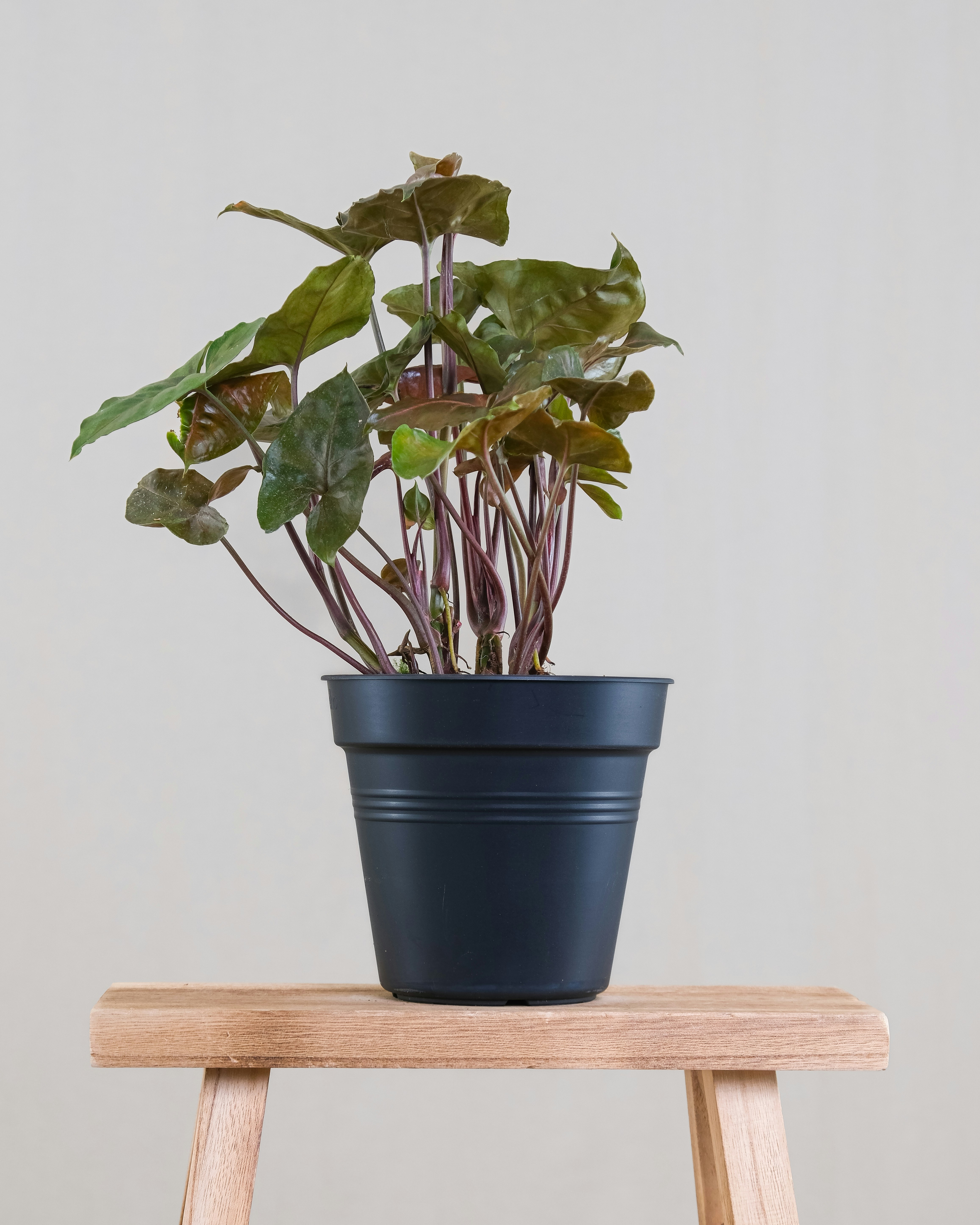 a potted plant sitting on top of a wooden table