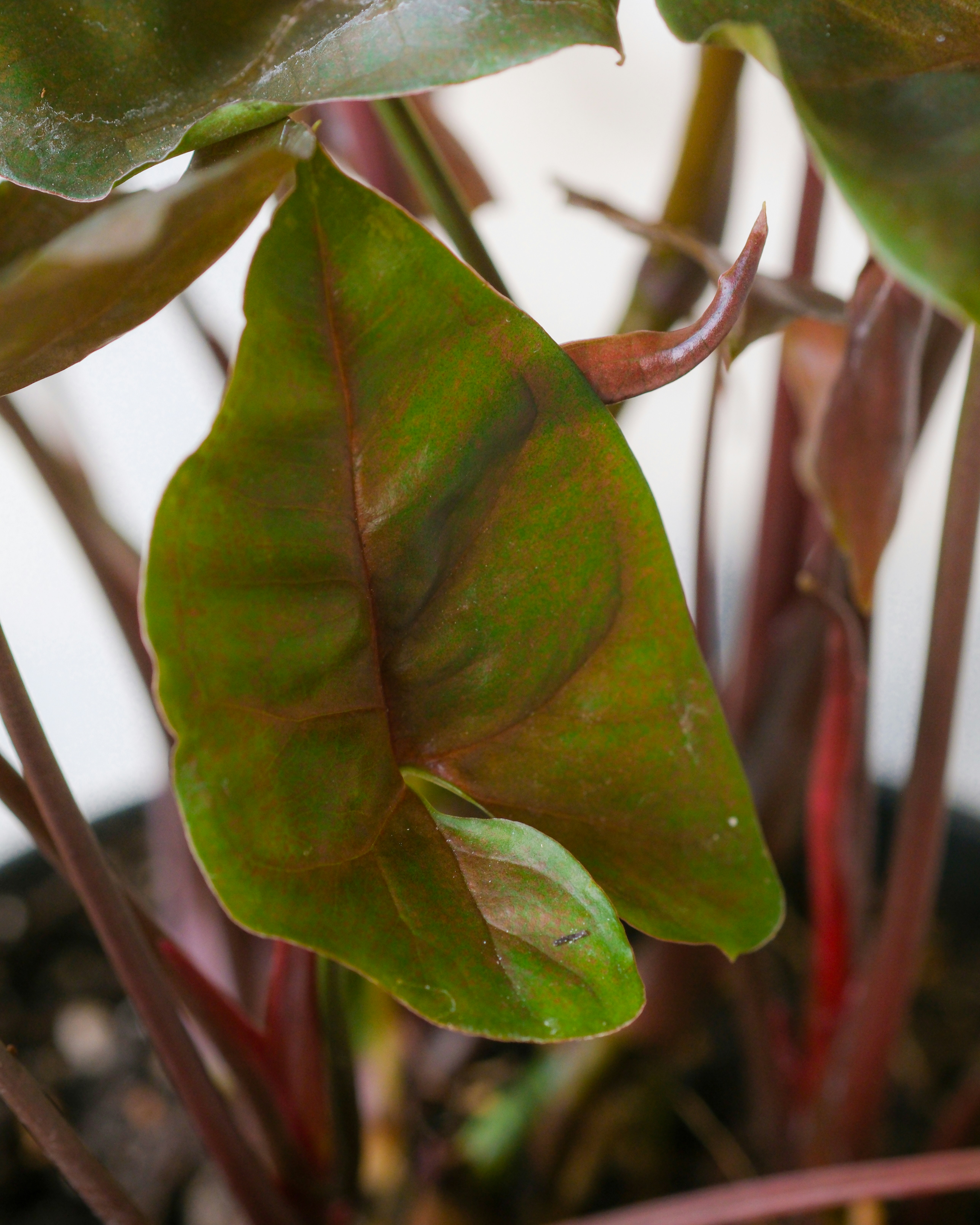 Photo by feeypflanzen