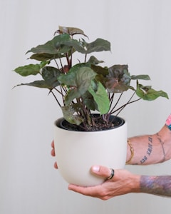 A tattooed arm holding a potted plant. The plant has broad, green leaves with some brownish hues, and is in a simple, white ceramic pot. The arm has multiple tattoos and is adorned with rings and a bracelet.