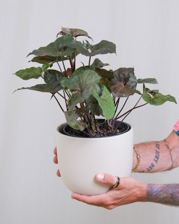 A tattooed arm holding a potted plant. The plant has broad, green leaves with some brownish hues, and is in a simple, white ceramic pot. The arm has multiple tattoos and is adorned with rings and a bracelet.