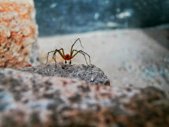 A small, vibrant spider is perched on a rocky surface. The spider has a bold red body and long, slender legs that appear almost translucent. The background is blurred, with soft earthy tones, enhancing the focus on the spider's distinctive appearance.