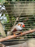 A small bird with a bright orange beak and feet is perched on a wooden branch inside a cage. The bird has a mix of gray and white plumage with distinctive brown and white dotted patterns on its wings. The background reveals blurred green foliage outside the cage, suggesting a natural setting.