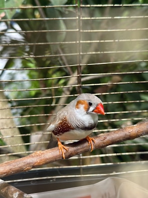 A small bird with a bright orange beak and feet is perched on a wooden branch inside a cage. The bird has a mix of gray and white plumage with distinctive brown and white dotted patterns on its wings. The background reveals blurred green foliage outside the cage, suggesting a natural setting.