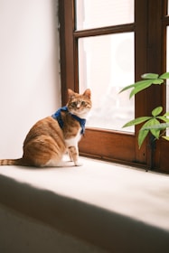 A playful cat wearing a colorful harness sitting on a windowsill with greenery outside.