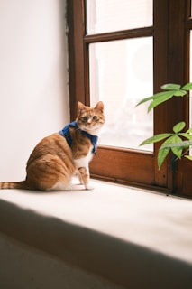 A playful cat wearing a colorful harness sitting on a windowsill with greenery outside.