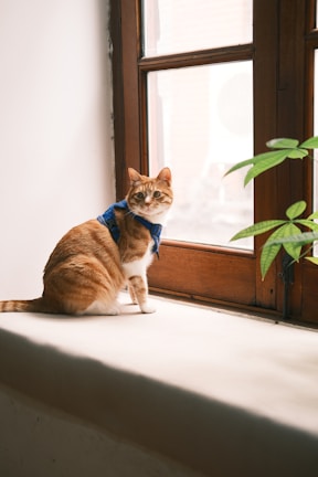 A curious tabby cat perched on a windowsill, sporting the lightweight Safepaws GPS tracker.
