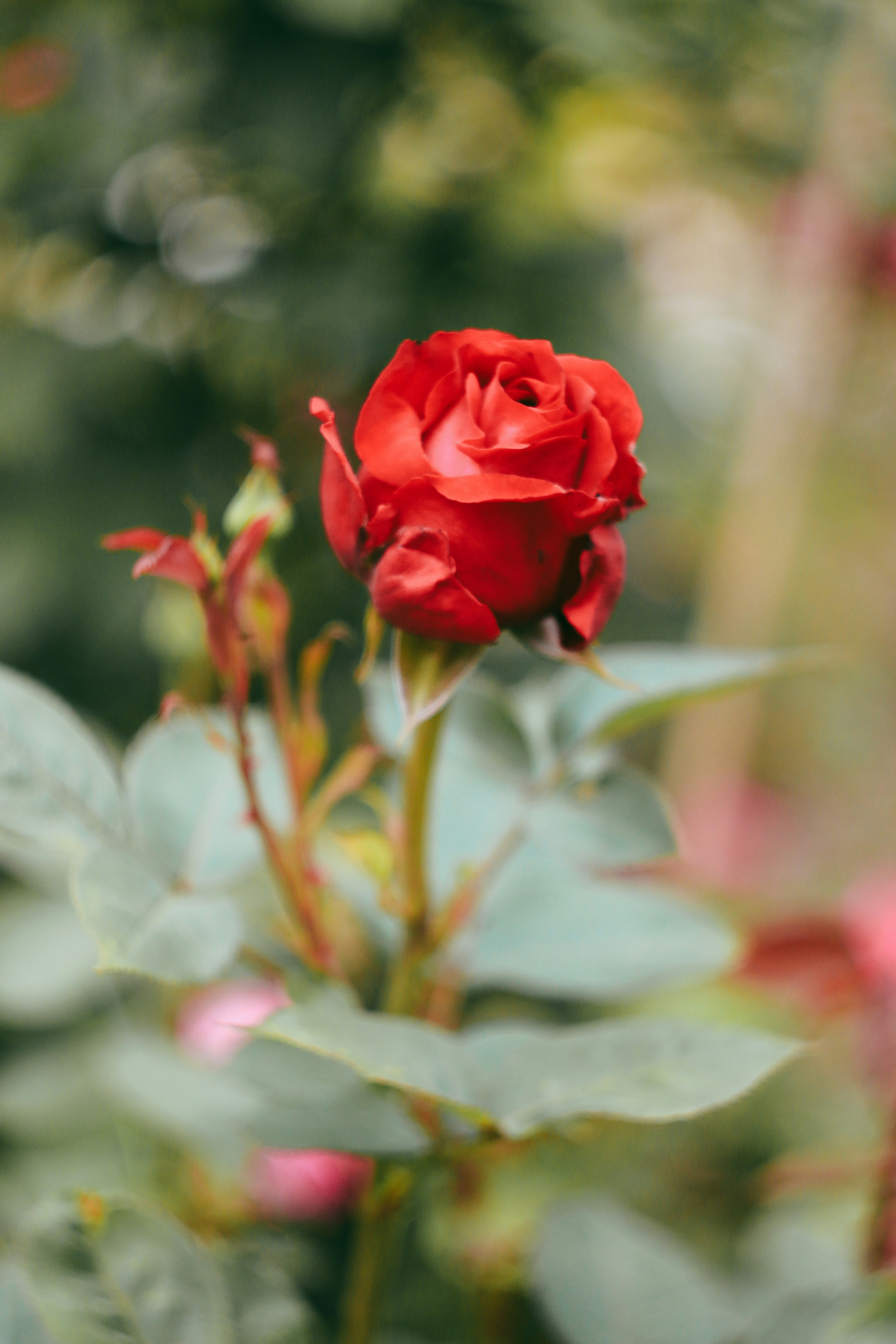 A red rose is blooming in a garden photo – Free Background Image on Unsplash, image size:3000x4500